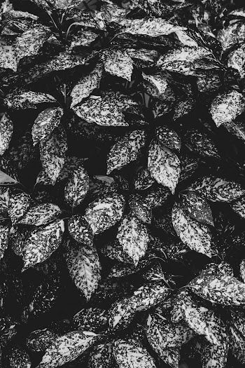 Monochrome Photo Of Leaves