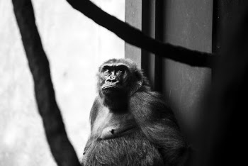Monochrome Photo of Monkey Leaning on Wall