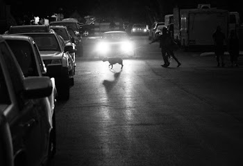 Monochrome Photo of Person Holding Dog Leash