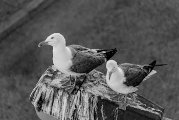Monochrome Photo of Seagulls