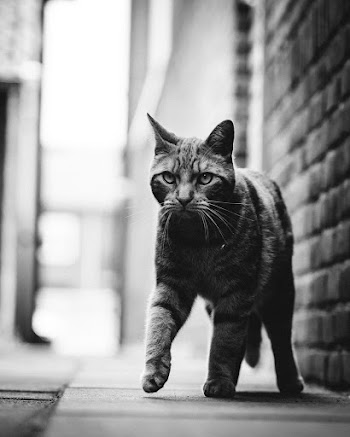 Monochrome Photo of Tabby Cat