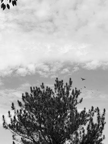 Monochrome Photo of Tree