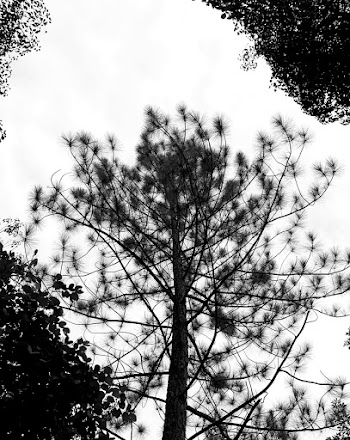 Monochrome Photo of Tree and Leaves