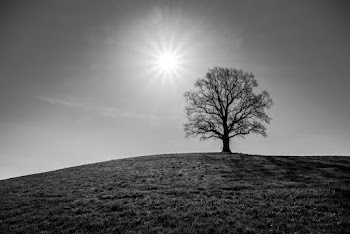 Monochrome Photo Of Tree Under The Sun