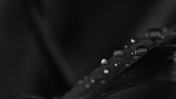 Monochrome Photo of Water Droplets on Leaf