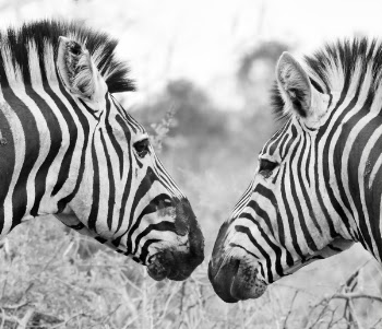 Monochrome Photo of Zebras Looking at Each Other