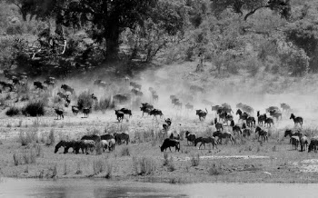 Monochrome Photo of Zebras on Grassland