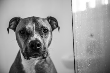 Monochrome Photography of American Pit Bull Terrier