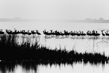 Monochrome Photography of Flamingos