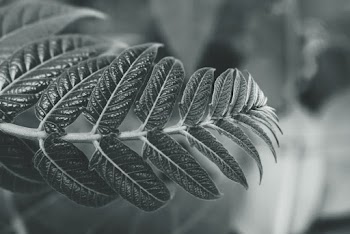 Monochrome Photography of Leaf