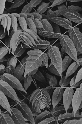 Monochrome Photography of Leaves