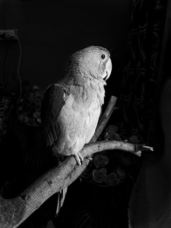 Monochrome Photography of Parrot