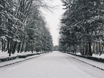 Monochrome Photography of Trees