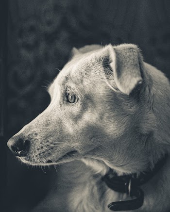 Monochrome Side View Photo Of Dog