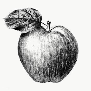 Monotone apple illustration sketch style | Free  transparent png - 2336909