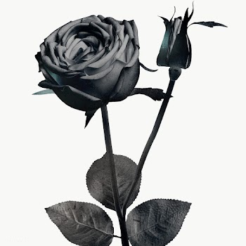 Monotone blooming rose design element | Free  transparent png - 2337651