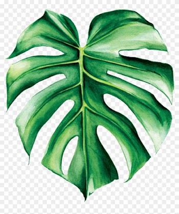 Monstera Deliciosa - Monstera Deliciosa