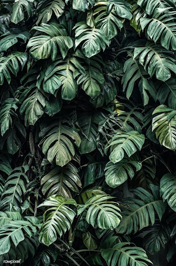 Monstera deliciosa plant leaves in a garden | Free  photo - 2267681