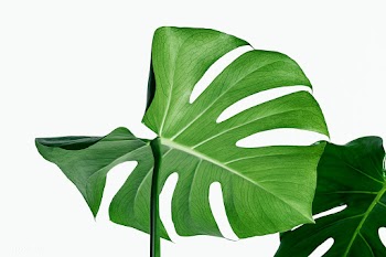 Monstera delicosa plant leaf  on a white background | Free  photo - 2223114