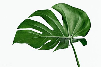 Monstera delicosa plant leaf  on a white background | Free  photo - 2223780