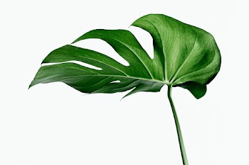 Monstera delicosa plant leaf  on a white background | Free  photo - 2223784