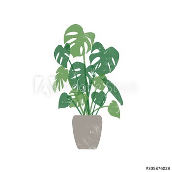 Monstera in ceramic pot flat vector illustration