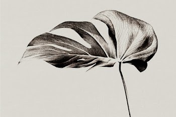 Monstera leaf background grayscale with… | Free stock illustration | High Resolution graphic