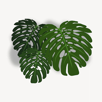 Monstera leaf clipart illustration psd. | Free PSD - rawpixel