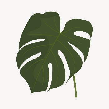 Monstera leaf collage element, cute | Free Vector Illustration - rawpixel