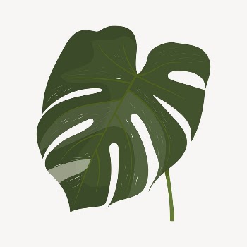 Monstera leaf collage element, cute | Free Vector Illustration - rawpixel
