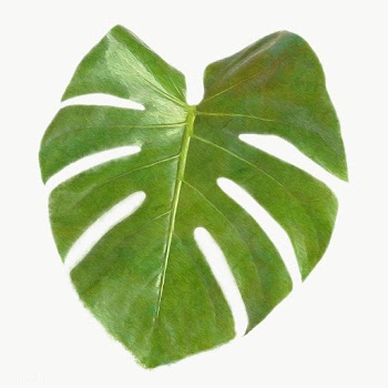 Monstera leaf design element | Free  transparent png - 2338381
