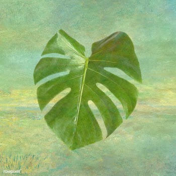 Monstera leaf design element illustration | Free  illustration - 2338375