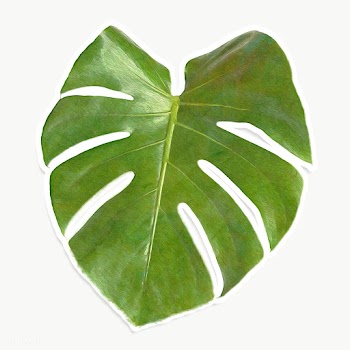 Monstera leaf design element sticker | Free  transparent png - 2338370