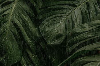 Monstera leaf on a rainy day | Free stock photo | High Resolution image