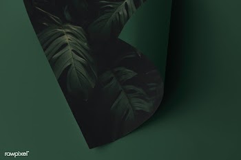 Monstera leaf patterned paper on a green background | Free  photo - 2378277