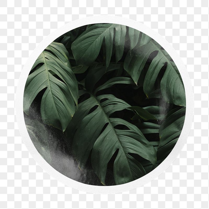 Monstera leaf png badge sticker | Free PNG - rawpixel
