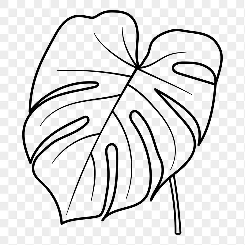 Monstera leaf png doodle sticker, | Free PNG Illustration - rawpixel