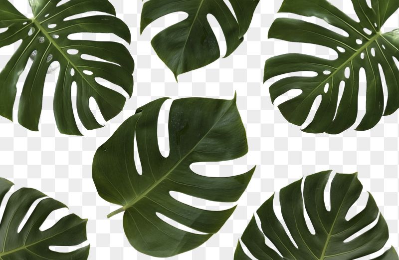 Monstera leaf png, overlay in transparent | Free PNG - rawpixel