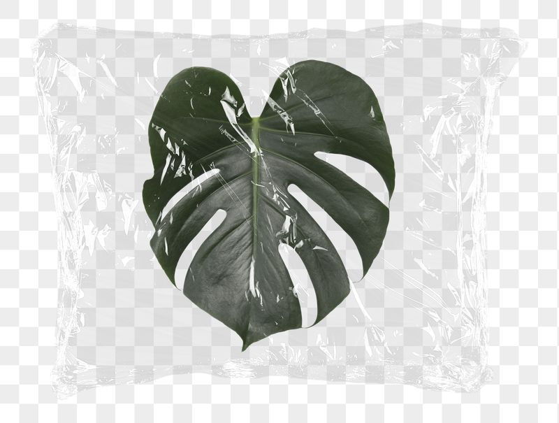 Monstera leaf png plastic bag | Free PNG - rawpixel