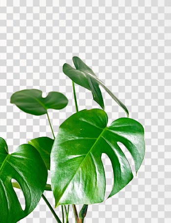 Monstera leaf PNG - Source pexels.com