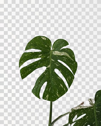 Monstera leaf PNG - Source pexels.com