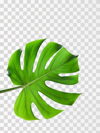 Monstera leaf PNG - Source pexels.com