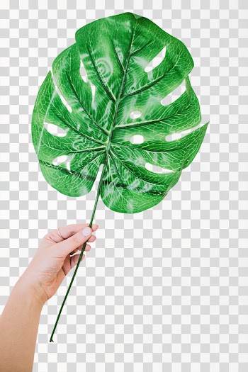 Monstera leaf PNG - Source pexels.com