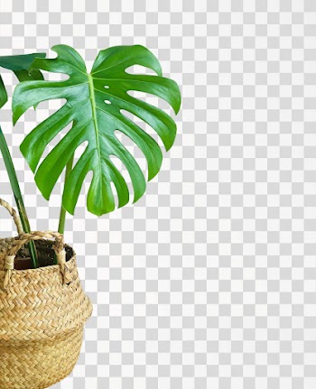 Monstera leaf PNG - Source pexels.com