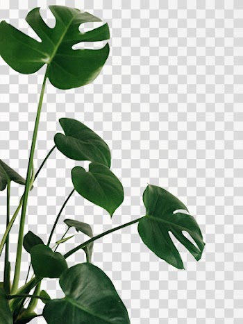 Monstera leaf PNG - Source pexels.com