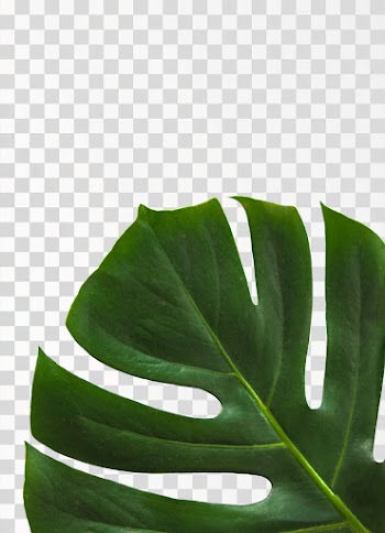 Monstera leaf PNG - Source pexels.com