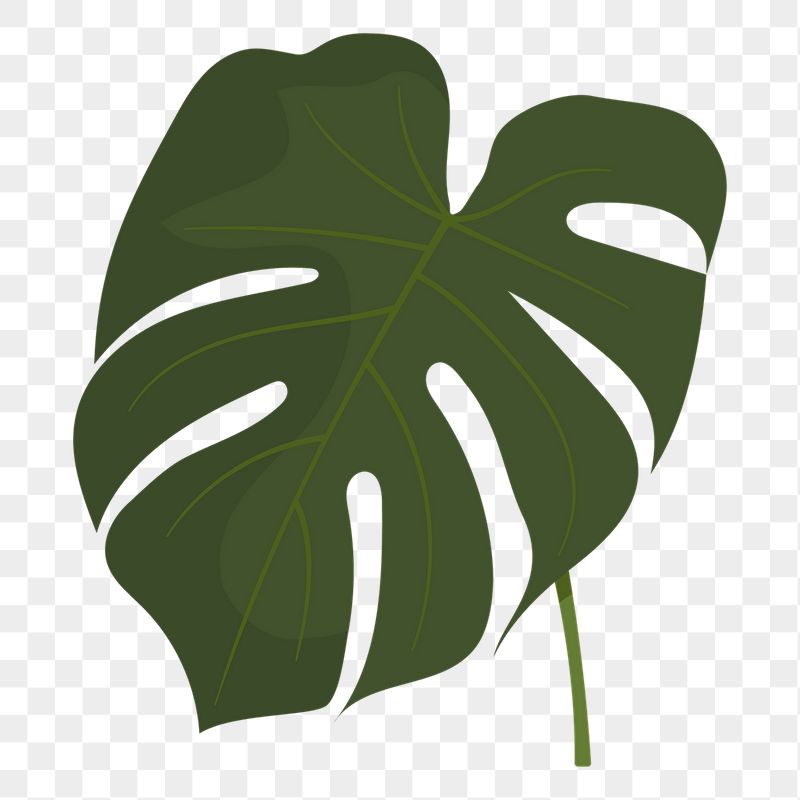 Monstera leaf png sticker, cute | Free PNG Illustration - rawpixel