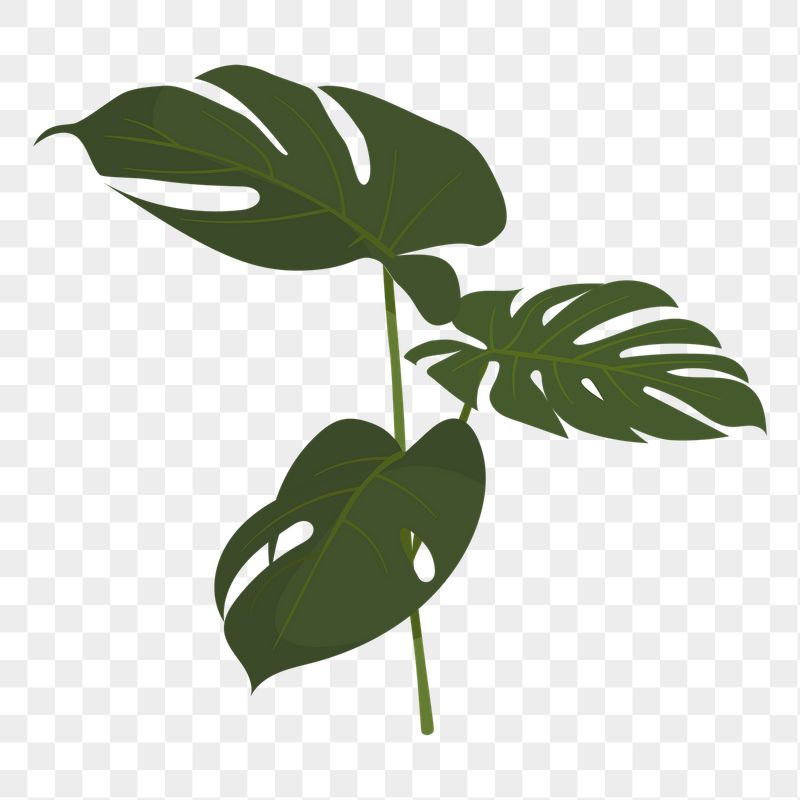 Monstera leaf png sticker, cute | Free PNG Illustration - rawpixel