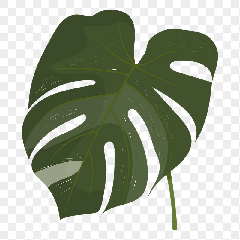 Monstera leaf png sticker, cute | Free PNG Illustration - rawpixel