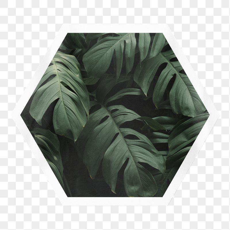 Monstera leaf png sticker, hexagon | Free PNG - rawpixel
